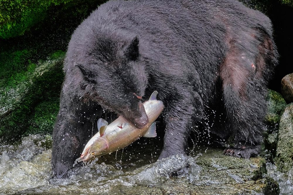 Black Bear-Salmon run-Anan Creek-Wrangell-Alaska-USA